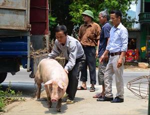 Tuyên Quang: Hiệu quả kép từ chăn nuôi lợn theo quy trình VietGAHP