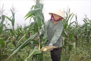 Quảng Bình: Sản xuất thử giống ngô nếp HN68 trên đất chuyển đổi