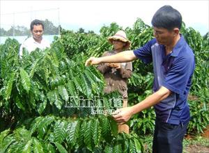 Giải pháp phát triển cà phê bền vững: Liên kết chuỗi trong đồng bộ