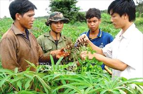 Để thuốc Nam vươn tầm thế giới: Giải pháp giảm nhập khẩu thuốc