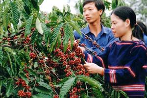 9.000ha cà phê của Lâm Đồng hồi sinh từ 950 tỷ đồng của Agribank