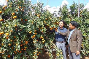Bắc Giang: Nhiều trang trại có doanh thu tiền tỷ