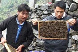 Hà Giang: Hỗ trợ phát triển đàn ong nội