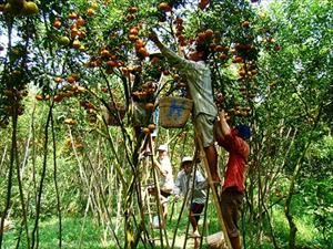 Nghiên cứu giao Hội Làm vườn tham gia dự án, đề tài, dạy nghề cho nông dân