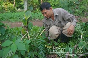 Đắk Lắk: Mô hình nông - lâm kết hợp đem lại hiệu quả kinh tế