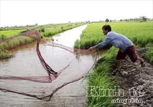 ĐBSCL: Tìm giải pháp “sống chung” với BĐKH