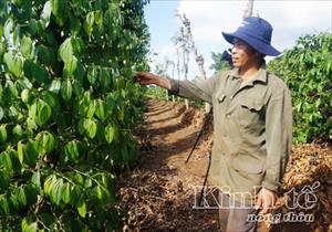 Đắk Lắk: Xen canh phù hợp đem lại hiệu quả kinh tế cao