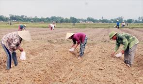 Hà Tĩnh: Xác định vụ đông là vụ sản xuất chính