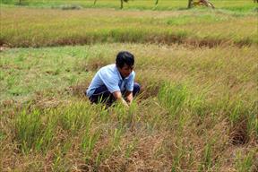 Giải pháp ứng phó với hạn, mặn: Sử dụng nước tiết kiệm, canh tác thông minh