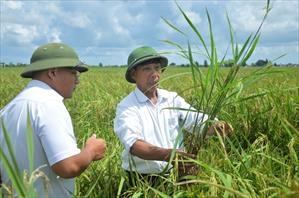 Bệnh lùn sọc đen hoành hành trên lúa ở miền Bắc, hiến kế phát triển ĐBSCL, xuất khẩu nông sản khởi sắc