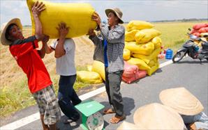 Giá gạo Thái Lan bật tăng đẩy giá gạo Việt tăng