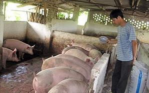 “Trung Quốc dừng mua lợn là chết người chăn nuôi”