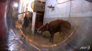 Giết mổ không nhân đạo: Australia cấm xuất bò sang Việt Nam