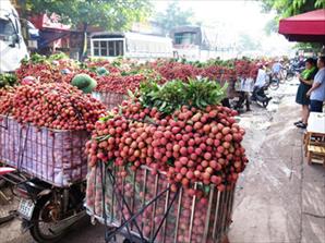 Vải thiều chính vụ giá cao nhất lên tới 30.000 đồng/kg