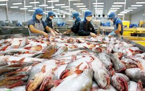 Xuất khẩu cá tra tăng mạnh sang Mỹ