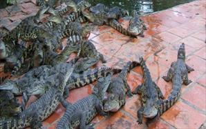 Chăn nuôi ồ ạt, hơn 5.000 con cá sấu không có đầu ra