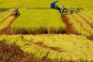 Đột phá phát triển nông nghiệp tạo trụ đỡ cho nền kinh tế