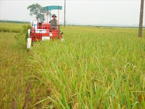 Agribank chung tay giải quyết “bài toán hóc búa” Bảo hiểm nông nghiệp