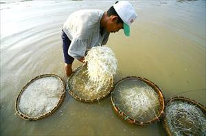 Đắt hàng giá sạch trồng trong cát