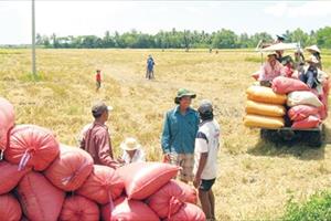 Thái Lan xả gạo, thị trường của Việt Nam có thể bị xáo trộn