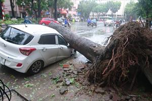 Bão số 1 giật đổ 537 cây xanh ở Hà Nội, đè nát nhiều ô tô