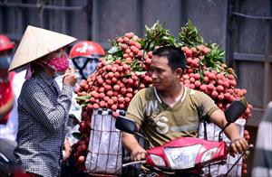 Bắc Giang: Nghi vấn gây tắc nghẽn vải ở Lục Ngạn để ép giá