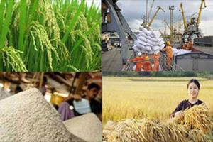 Xuất khẩu gạo tăng mạnh cả lượng và giá trị