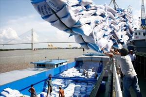 Xuất khẩu gạo: Cần tránh việc phụ thuộc vào một thị trường