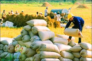 Xuất khẩu gạo tăng mạnh chủ yếu nhờ Trung Quốc