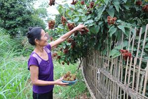 Độc đáo món bánh ngon làm từ quả chôm phù