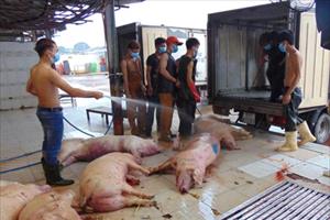 Thịt lợn, gà, vịt được lấy mẫu đều nhiễm khuẩn: Tiếng chuông cảnh tỉnh