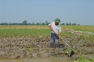 Hà Nam: Nông nghiệp thiệt hại nặng sau mưa lũ