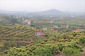 Bắc Giang: Tỷ lệ vải thiều ra hoa đạt 90-95%