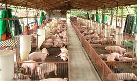 TP. Hồ Chí Minh: Tổng đàn chăn nuôi trong tháng 4 có xu hướng giảm