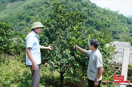 Sơn La thúc đẩy các HTX nông nghiệp phát triển theo chuỗi giá trị