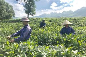 Hơn 800ha chè của tỉnh Lào Cai đạt tiêu chuẩn hữu cơ, VietGAP