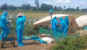 Phát hiện 2 ổ dịch cúm A/H5N1 lớn với hơn 1.500 con ở tỉnh Đắk Lắk