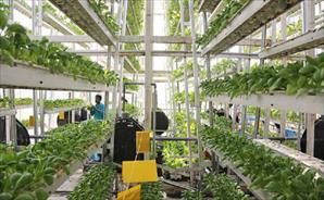 Singapore đẩy nhanh chiến lược phát triển nông nghiệp công nghệ cao