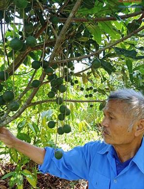 Lão nông trồng mắc ca giỏi ở Đắk Hà
