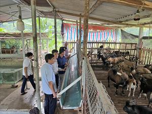 Nhân rộng mô chăn nuôi dê sinh sản: Tuyên Quang định hình cách làm mới