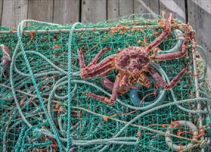 Đánh bắt hải sản bền vững với bẫy cua nâu ở Na Uy