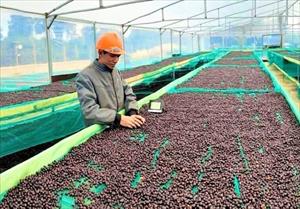 Cà phê Việt với mục tiêu chinh phục thị trường thế giới