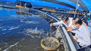 Phát triển nuôi tôm nước lợ hiệu quả, bền vững: Cần liên kết và tối ưu hóa chuỗi sản xuất