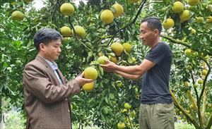 Khuyến nông Tuyên Quang: Nơi tiếp sức cho nông dân bằng kỹ thuật mới, cách làm hay