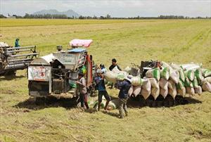 Phát triển lúa gạo, giải “cơn khát” an ninh lương thực toàn cầu