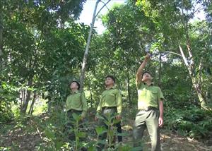 Bộ trưởng: Tạo sinh kế dưới tán rừng để khuyến khích cộng đồng bảo vệ rừng