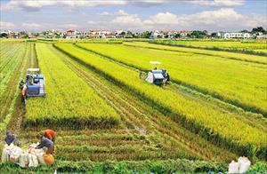 Dự thảo Luật Đất đai (sửa đổi): Còn ý kiến khác nhau về việc chuyển nhượng đất trồng lúa