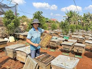 Nâng cao thu nhập từ nuôi ong lấy mật