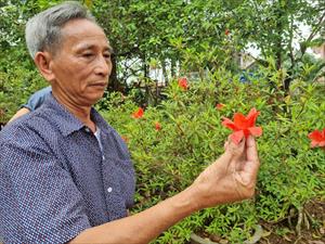 Lão nông ở Huế ươm và trồng thành công cây hoa đỗ quyên