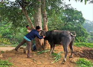 Chủ động phòng ngừa dịch bệnh cho vật nuôi, người dân Bát Xát yên tâm làm kinh tế